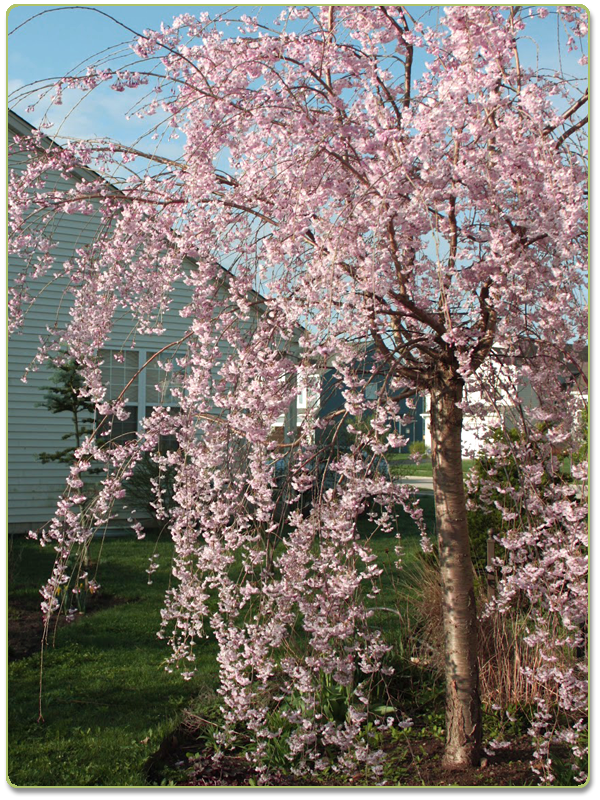 Weeping Cherry Double Pink Weeping Cherry Double Pink